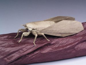 Shizuoka Cicada Opus 445